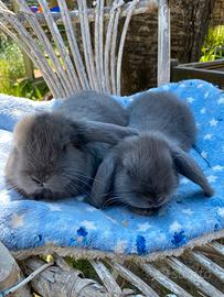 Coniglio Ariete nano puro