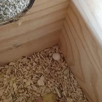 Pappagalli Kalopsite