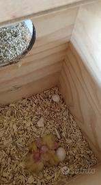 Pappagalli Kalopsite