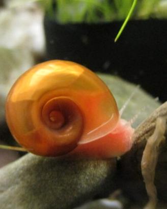 Lumache Planorbarius per acquario pesci