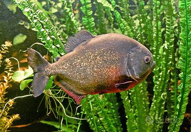 Se vendi acquario 1200 litri scrivimi