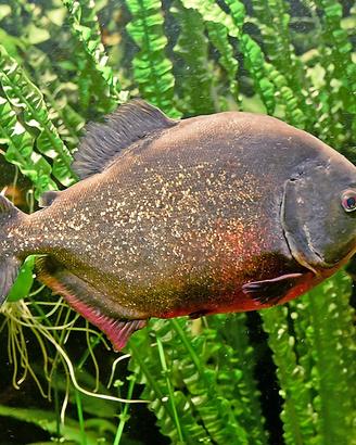 Se vendi acquario 1200 litri scrivimi