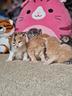 gattini-maine-coon