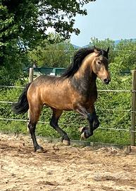 Frisone per Lusitano