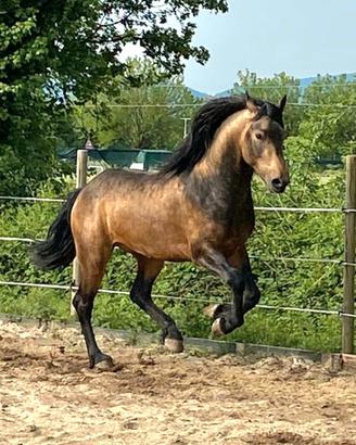 Frisone per Lusitano
