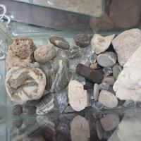 vaschetta in vetro per pesciolini