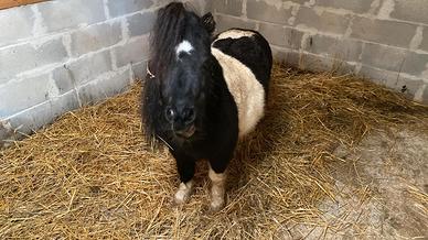 Mini pony maschio e femmina