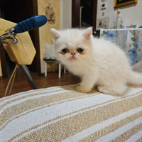 Cucciolo di exotic shorthair