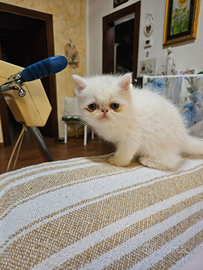 Cucciolo di exotic shorthair