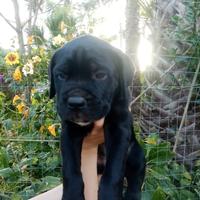 Cuccioli di Cane Corso