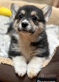 Cuccioli di welsh corgi pembroke