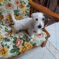 Jack russell pelo ruvido dono