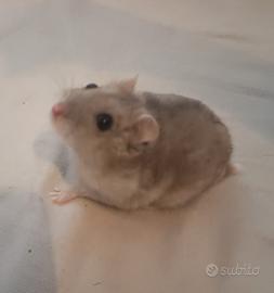 criceta russa 