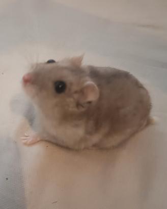 criceta russa 