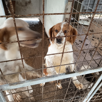 Cani da tartufo