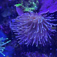 Sarcophyton corallo facile gestione
