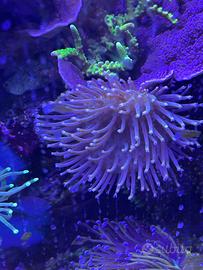 Sarcophyton corallo facile gestione