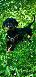 Dobermann