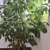 ficus benjamin grande