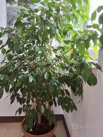 ficus benjamin grande