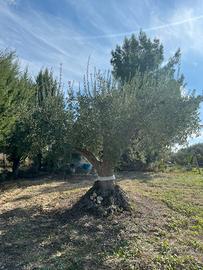 Alberi di ulivo