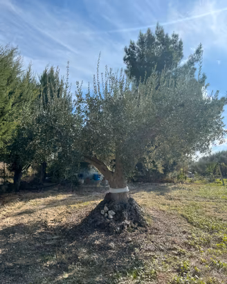 Alberi di ulivo