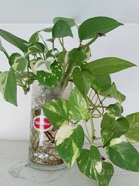 Talee di pothos miste radicate