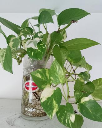 Talee di pothos miste radicate