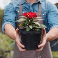 Lavori di giardinaggio