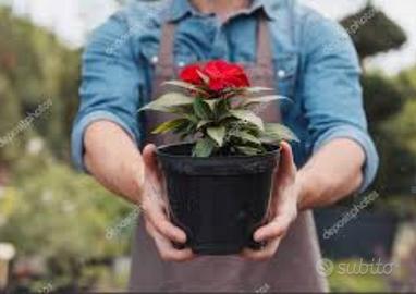 Lavori di giardinaggio