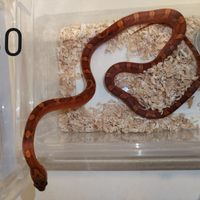 Serpente del grano/Elaphe guttata