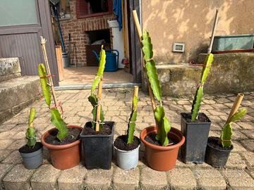 Pitaya rossa in vaso