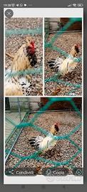 Gallo civetta barbuta olandese