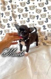 Chihuahua maschio con pedigree enci
