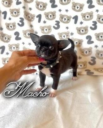 Chihuahua maschio con pedigree enci