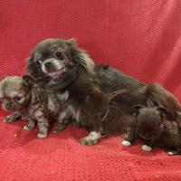 Cuccioli chihuahua 60 giorni