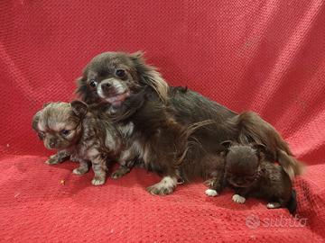 Cuccioli chihuahua 60 giorni