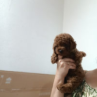 Barboncino Toy asiatico