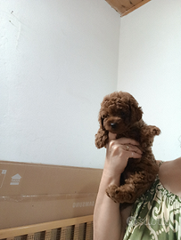 Barboncino Toy asiatico