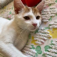 ?un gattino dolce come il miele?