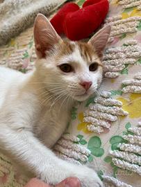 ?un gattino dolce come il miele?