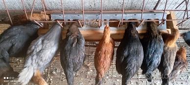 Galline razza nana colorazione siciliana coronata