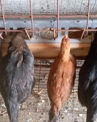 Galline razza nana colorazione siciliana coronata