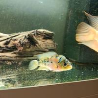 Cichlasoma flowerhorn