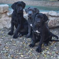 Cuccioli Cane Corso