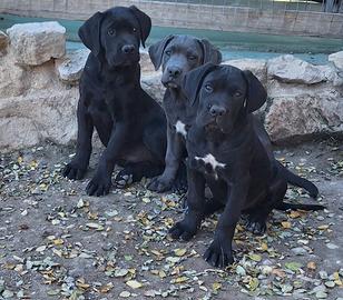 Cuccioli Cane Corso