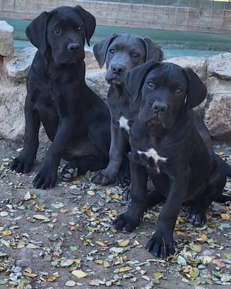 Cuccioli Cane Corso