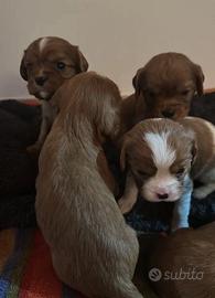 Cuccioli di Cavalier King
