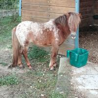Cavallo mini horse