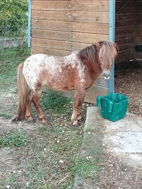 Cavallo mini horse